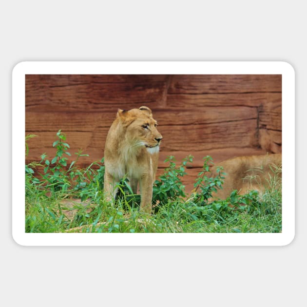 African Lioness Sticker by Cynthia48